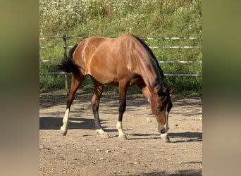 Poni alemán Mestizo, Yegua, 2 años, 148 cm, Castaño