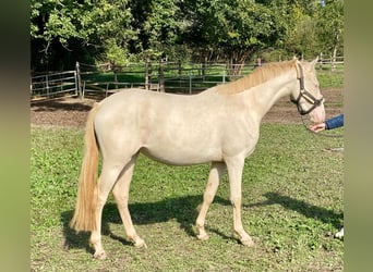 Poni alemán, Yegua, 2 años, 148 cm, Perlino