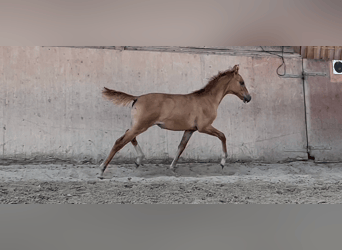 Poni alemán, Yegua, 2 años, 148 cm, Red Dun/Cervuno