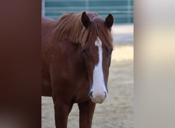Poni alemán, Yegua, 2 años, Alazán
