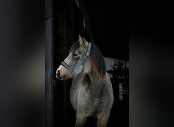 Poni alemán, Yegua, 2 años, Bayo