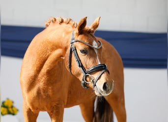 Poni alemán, Yegua, 3 años, 135 cm, Alazán