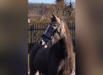 Poni alemán, Yegua, 3 años, 135 cm, Tordo