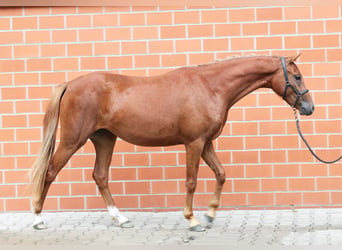 Poni alemán, Yegua, 3 años, 138 cm, Alazán