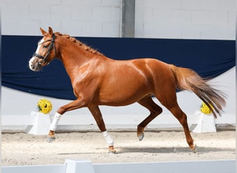 Poni alemán, Yegua, 3 años, 139 cm, Alazán