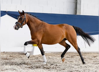 Poni alemán, Yegua, 3 años, 139 cm, Castaño