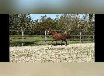 Poni alemán, Yegua, 3 años, 140 cm, Alazán