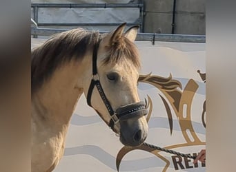 Poni alemán, Yegua, 3 años, 140 cm, Buckskin/Bayo