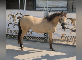 Poni alemán, Yegua, 3 años, 140 cm, Buckskin/Bayo