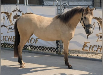 Poni alemán, Yegua, 3 años, 140 cm, Buckskin/Bayo
