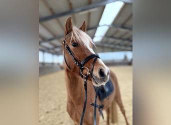 Poni alemán, Yegua, 3 años, 140 cm, Palomino