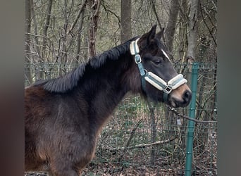 Poni alemán, Yegua, 3 años, 141 cm, Castaño