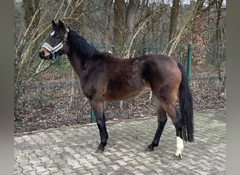 Poni alemán, Yegua, 3 años, 141 cm, Castaño