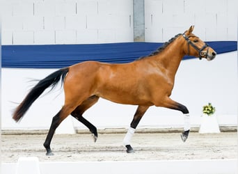 Poni alemán, Yegua, 3 años, 141 cm, Castaño