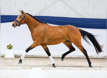 Poni alemán, Yegua, 3 años, 141 cm, Castaño