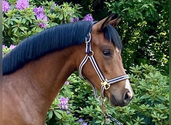 Poni alemán, Yegua, 3 años, 141 cm, Castaño oscuro