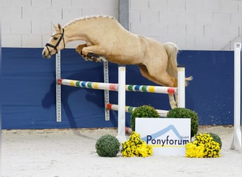 Poni alemán, Yegua, 3 años, 141 cm, Palomino