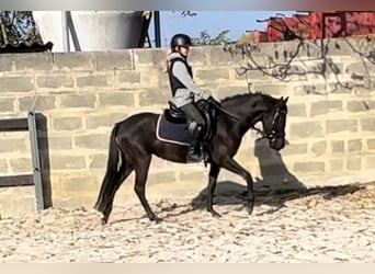 Poni alemán, Yegua, 3 años, 142 cm, Negro