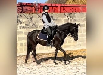 Poni alemán, Yegua, 3 años, 142 cm, Negro