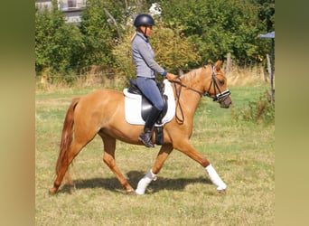 Poni alemán, Yegua, 3 años, 143 cm, Alazán