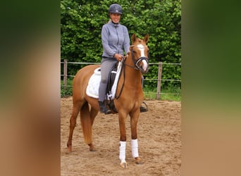 Poni alemán, Yegua, 3 años, 143 cm, Alazán