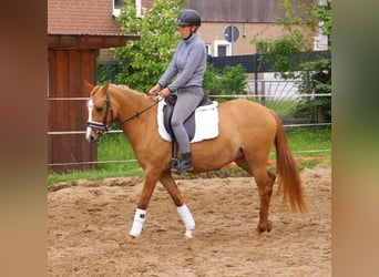 Poni alemán, Yegua, 3 años, 143 cm, Alazán