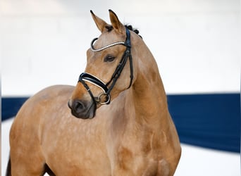 Poni alemán, Yegua, 3 años, 143 cm, Bayo