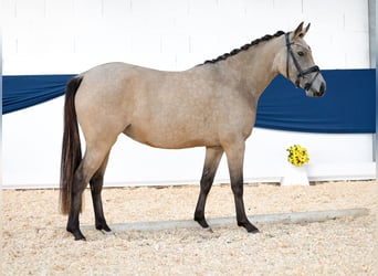 Poni alemán, Yegua, 3 años, 143 cm, Bayo