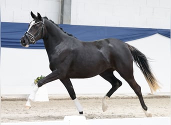 Poni alemán, Yegua, 3 años, 143 cm, Negro