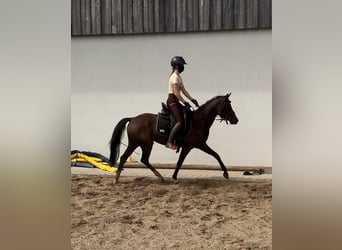 Poni alemán, Yegua, 3 años, 144 cm, Castaño