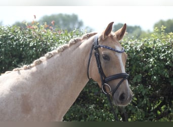 Poni alemán, Yegua, 3 años, 144 cm, Palomino