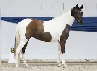 Poni alemán, Yegua, 3 años, 144 cm, Pío