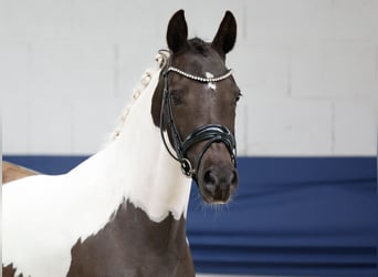 Poni alemán, Yegua, 3 años, 144 cm, Pío