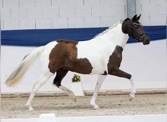 Poni alemán, Yegua, 3 años, 144 cm, Pío
