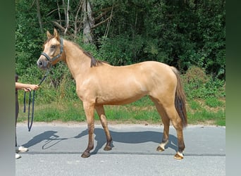 Poni alemán, Yegua, 3 años, 145 cm, Bayo