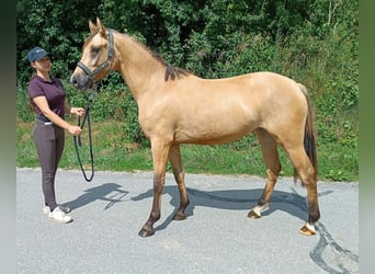 Poni alemán, Yegua, 3 años, 145 cm, Bayo