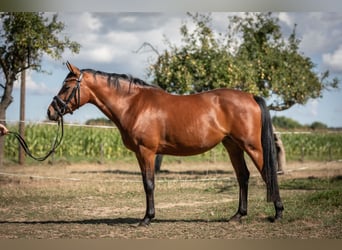 Poni alemán, Yegua, 3 años, 145 cm, Castaño