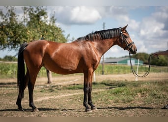 Poni alemán, Yegua, 3 años, 145 cm, Castaño