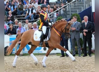 Poni alemán, Yegua, 3 años, 145 cm, Castaño