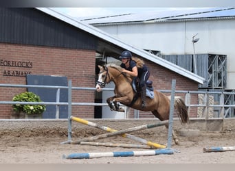 Poni alemán, Yegua, 3 años, 145 cm, Palomino