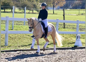 Poni alemán, Yegua, 3 años, 145 cm, Palomino