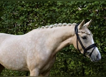 Poni alemán, Yegua, 3 años, 145 cm, Palomino
