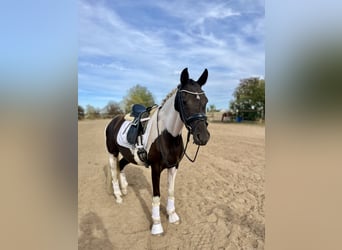 Poni alemán, Yegua, 3 años, 145 cm, Tobiano-todas las-capas