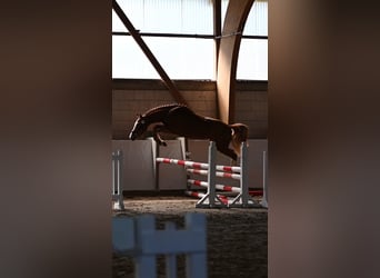 Poni alemán, Yegua, 3 años, 146 cm, Alazán