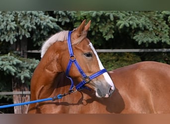 Poni alemán, Yegua, 3 años, 146 cm, Alazán