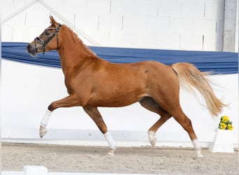 Poni alemán, Yegua, 3 años, 146 cm, Alazán