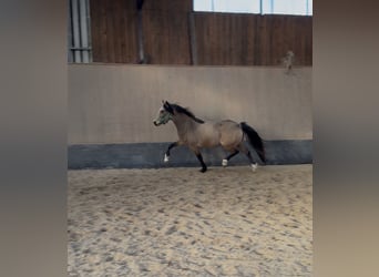 Poni alemán, Yegua, 3 años, 146 cm, Bayo