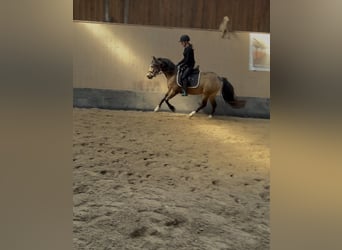 Poni alemán, Yegua, 3 años, 146 cm, Bayo