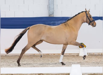 Poni alemán, Yegua, 3 años, 146 cm, Bayo