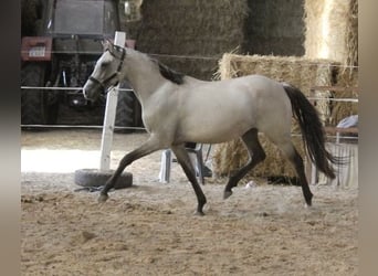 Poni alemán, Yegua, 3 años, 146 cm, Buckskin/Bayo